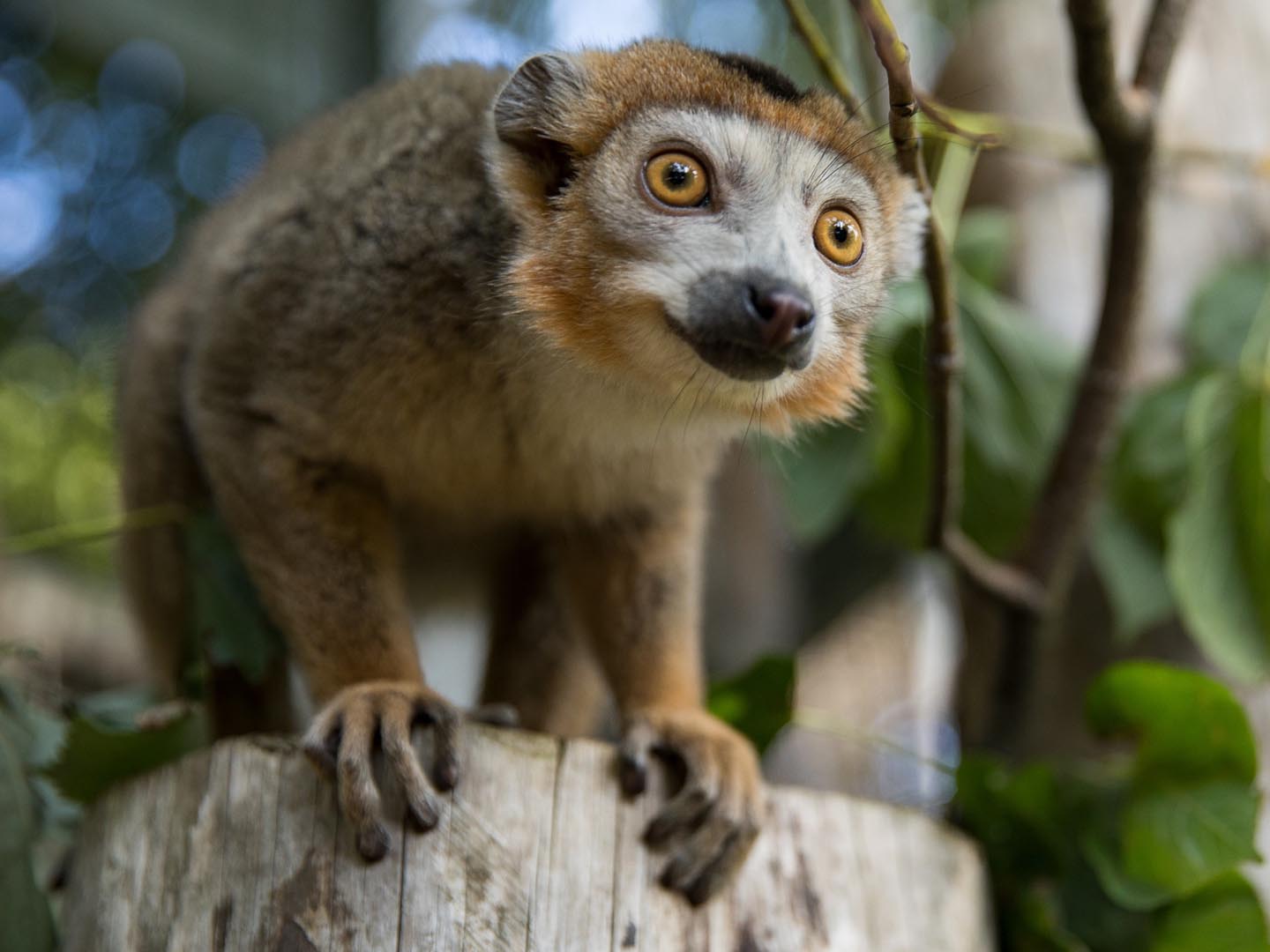 Crowned lemur sitting on a branch looking off-camera